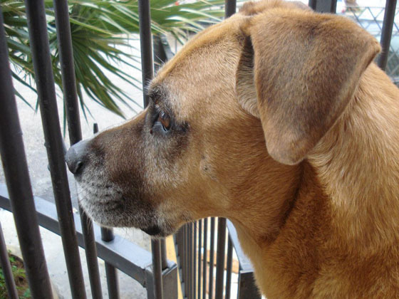 Vacanza con animali in Puglia a Otranto nel Salento 